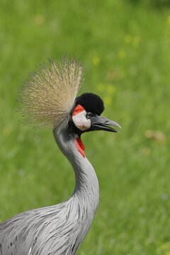 Black crowned crane (Balearica pavonina), portrait, captive, Hesse, Germany