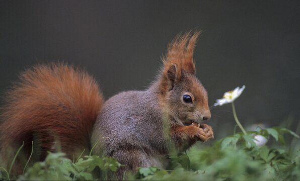 Squirrels, rodents, rodentia, sciurus vulgaris, squirrel, spring, mammals, rodents, jump, mammals