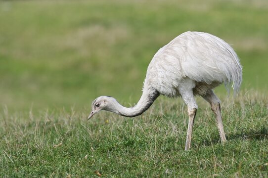 A greater rhea (Rhea americana) stands in a meadow, an introduced species in northern Germany, Schleswig-Holstein, Germany
