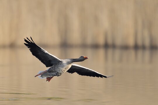 A greylag goose (Anser anser) flies over a lake, North Rhine-Westphalia, Germany