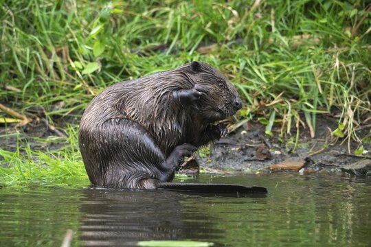 Beaver, castor fiber albicus, elbe beaver, Eurasian beaver, European beaver, rodents, rodentia, beaver, mammals, rodents, mammals
