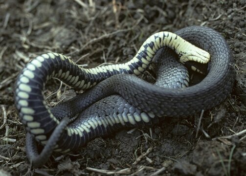 Grass Snake, Natrix Natrix, Grass Snake, Critters, Reptilia, Reptilia, Ringed Snakes, Snakes, Dead Snakes, Water Snakes