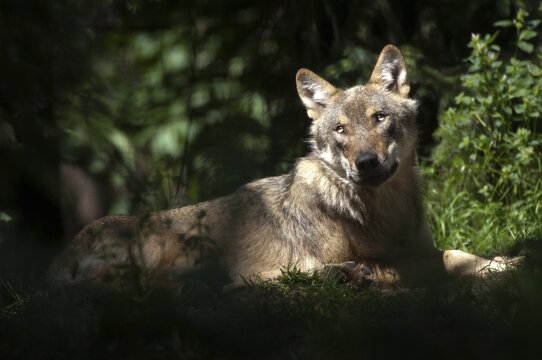 Canis lupus, carnivora, predators, wolves, mammals, raptors, mammals