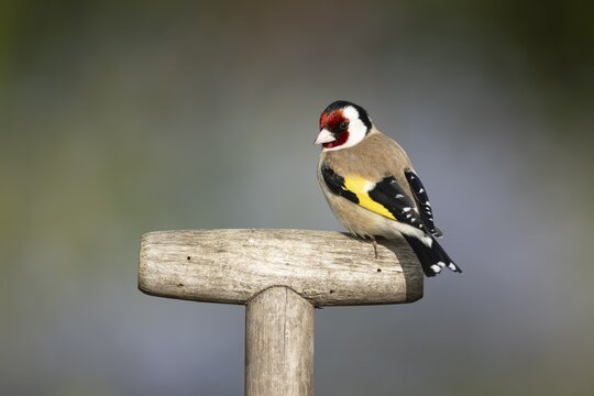 European goldfinch (Carduelis carduelis) adult garden bird on a fork handle, England, United Kingdom