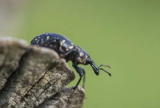 Curculionidae, Greater Butterbur snout beetle, large butterbur weevil, large bearweevil, Liparus glabrirostris, weevils, beetles, Coleoptera, insects, beetles