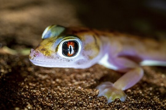 Palmato gecko (Pachydactylus rangei), night shot, NamibRand Nature Reserve, Namib Desert, Namibia