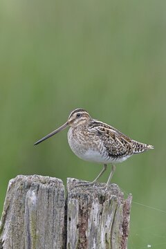 Snipe (Gallinago gallinago), standing on fence posts of a pasture, on moorland, snipe birds, wildlife, nature photography, Ochsenmoor, Naturpark D&uuml;mmer See, H&uuml;de, Lower Saxony, Germany