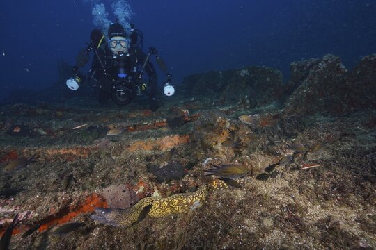 Diver exploring a wreck with Mediterranean moray eel (Muraena helena) and fish in the background, dive site Giens Peninsula, Mediterranean Sea, Porquerolles, Provence, C&ocirc;te d'Azur, France