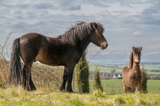 Equus ferus caballus, exmoor pony, horse, odd-toed ungulates, perissodactyla, domesticated animals, pet, horses, house pet, landscape management, landscape preservation, mammals, horses, pony, mammals, unpaired ungulates