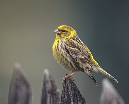 European Serin, serine, serinus serinus, birds, garden, garden fence, song, male, passeri, singing, songbirds, songbirds, birds