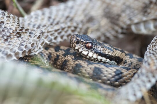 European adder, European viper, venomous snake, vipera berus, critters, poisonous, skin, molting, reptiles, male, reptilia, reptiles, snakes, slough, snakes