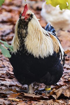 German salmon chicken, cock, rare old domestic chicken (Gallus gallus domesticus) Schleswig-Holstein, Germany