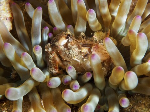Detailed macro image of a sea anemone, rock gold rose (Cribrinopsis crassa), with purple tips and a captured crab. Mediterranean near Hy&egrave;res, Giens peninsula diving site, Porquerolles, Provence, C&ocirc;te d'Azur, France