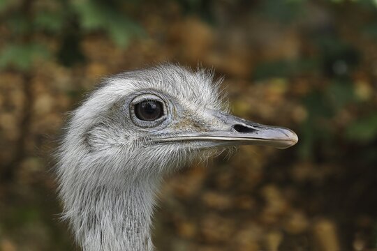 Greater rhea (Rhea americana), young bird, animal portrait, captive, Salzburg Zoo, Austria