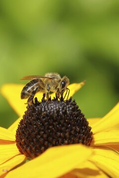 European honey bee (Apis mellifera), collecting nectar from a flower of the yellow coneflower (Echinacea paradoxa), close-up, macro photograph, Wilnsdorf, North Rhine-Westphalia, Germany