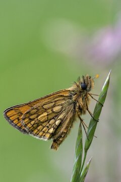 Colorful bighead butterfly butterfly butterfly carterocephalus palaemon chequered skipper