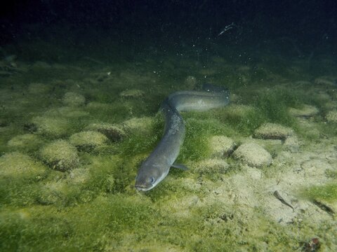 A curved European eel (Anguilla anguilla) gliding through the algae-covered rocky underwater terrain at night, dive site Klosterinsel, Rheinau, Canton Zurich, Rhine, High Rhine, Switzerland, Germany