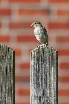 House sparrow (Passer domesticus), sparrow, female sitting on garden fence, Schleswig-Holstein, Germany