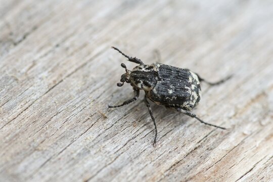 Leaf horn beetle, rotting wood scarab beetle, scarabaeidae, stumbling beetle, valgus hemipterus, beetle, coleoptera, insects, beetles