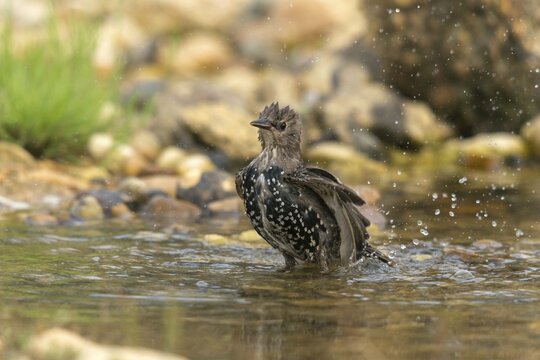 Star, Starling, Sturnus Vulgaris, Bath, Bird Bath, Birds, Passeri, Songbirds, Potion, Birdbath, Birds, Watering Place