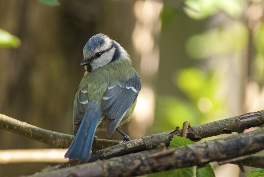 Blue tit, parus caeruleus, birds, spring, tits, passeri, songbirds, songbirds, jump, tits, birds