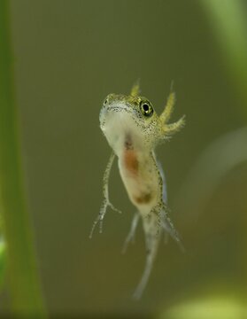 Great crested newt, crested newt, northern crested newt, Triturus cristatus, amphibians, amphibians, high size, portrait format, larva, larva, amphibians, northern crested newt, warty newt