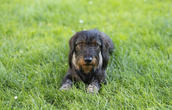 Rough-haired dachshund (Canis lupus familiaris) male, 4 years old, animal portrait, lying on a meadow, Stuttgart, Baden-W&uuml;rttemberg, Germany