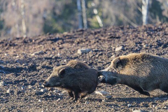 An adult wild boar (Sus scrofa) runs after a young animal and attacks it. A forest can be seen in the background. Bavaria, Germany