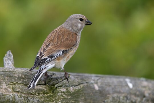 Acanthis cannabina, bloodtail, linaria cannabina, linnet, birds, hanfling, male, passeri, songbirds, birds