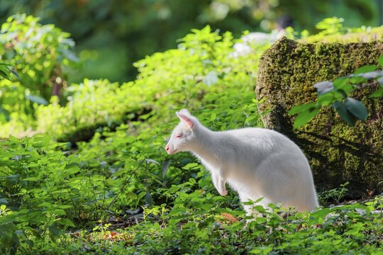 An albino red-necked wallaby or Bennett's wallaby (Macropus rufogriseus) sits in the green thicket at the edge of the forest in beautiful light
