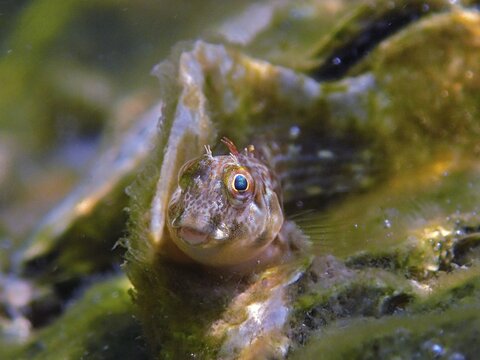 Small fish, algae blenny (Parablennius marmoreus), blenny, surrounded by algae and water, dive site John Pennekamp Coral Reef State Park, Key Largo, Florida Keys, Florida, USA