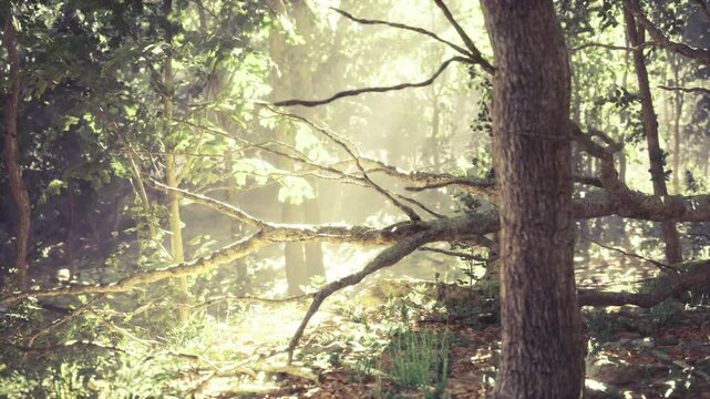 Sunlit Finnish pine silhouette in grove, warm beams filtering through branches, textured bark and soft mossy underlayer, balanced contrast and golden tones