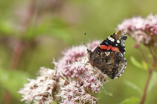 Red admiral (Vanessa atalanta), on common water aster (Asteraceae), wings closed, underside of wings, Wilnsdorf, North Rhine-Westphalia, Germany