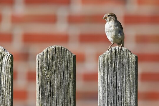 House sparrow (Passer domesticus), sparrow, female sitting on garden fence, Schleswig-Holstein, Germany
