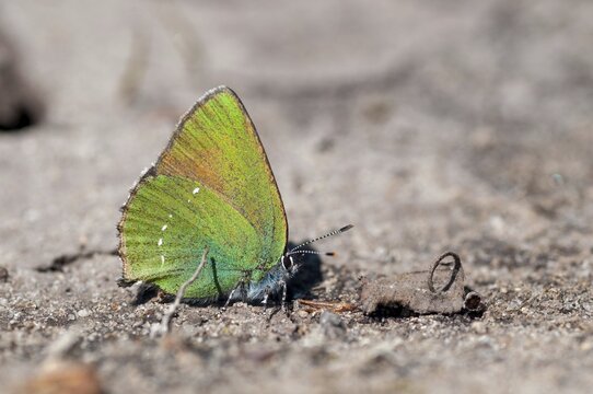 Brandenburg, blackberry tip fallow, Callophrys Rubi, Germany, gren hairstreak, green pointed fallow, Nabu, national natural heritage, natural paradise Gr&uuml;nhaus, post-mining landscape, butterfly, green house, insects, butterfly, butterfly, butterflies
