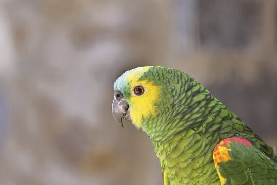 Blue-fronted Amazon (Amazona aestiva), animal portrait, captive, occurrence in South America, Hesse, Germany