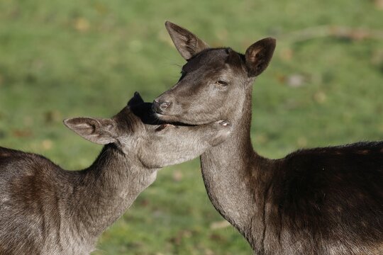 Fallow deer (Dama dama), female, two young fallow deer, fallow deer cows, females cuddling with each other, Lower Saxony, Germany