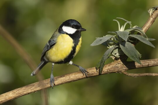 Great tit (Parus major) adult bird on a Buddleia bush branch, England, United Kingdom