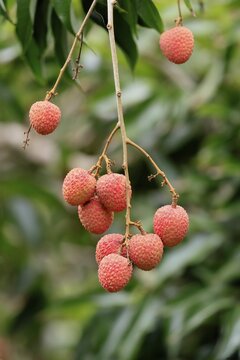 Lychee tree (Litchi chinensis), lychee tree, fruit, ripe, on the tree, Monzi, KwaZulu-Natal, South Africa