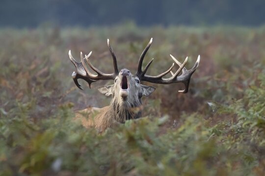 Red deer (Cervus elaphus) adult male stag animal roaring during the rutting season in bracken, England, United Kingdom