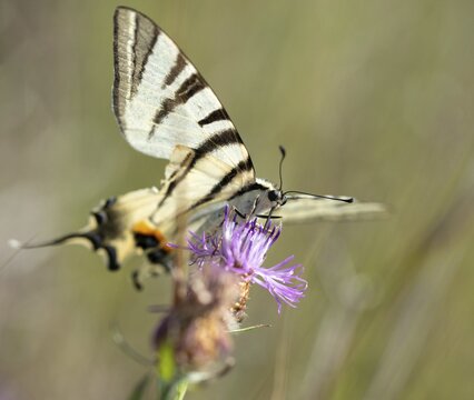 Brandenburg, Germany, Iphiclides Podalirius, Nabu project, national natural heritage, natural paradise Gr&uuml;nhaus, Scarce swallowtail, sailbutterfly, post-mining landscape, butterfly, green house, insects, pear-tree swallowtail, sail swallowtail, butterfly, butterflies