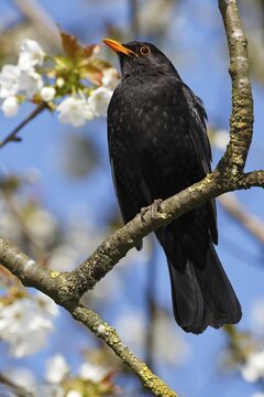 Blackbird, blackbird (Turdus merula), male sitting in flowering cherry tree, Schleswig-Holstein, Germany