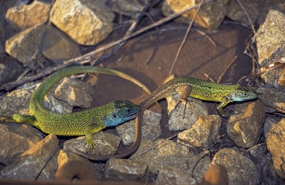 Green lizard, Lacerta viridis, emerald lizard, critters, lizards, lizard, FFH, adolescent, juvenile, reptiles, reptiles, territorial behavior
