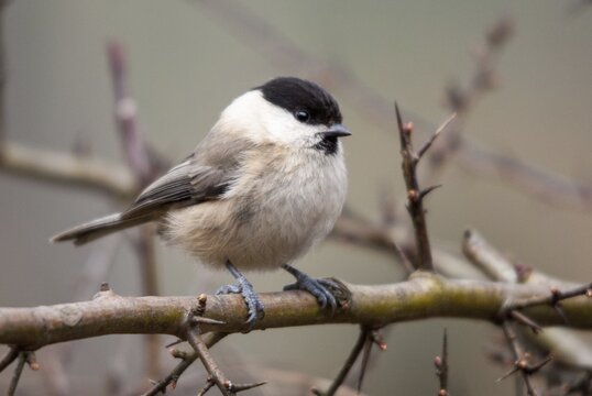 Marsh tit, parus palustris, poecile palustris, swamp tit, birds, tits, passeri, songbirds, tits, birds