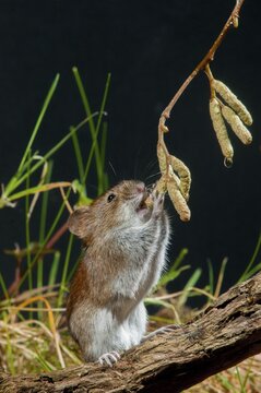 Bank vole, Clethrionomys glareolus, myodes glareolus, rodents, rodentia, rubella, wood vole, high size, portrait format, mammals, mouse, muroids, rodents, mammals, vole