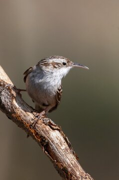 Certhia brachydactyla, horticultural tree runner, short-toed treecreeper, tree runner, birds, high size, portrait, passeri, songbirds, birds