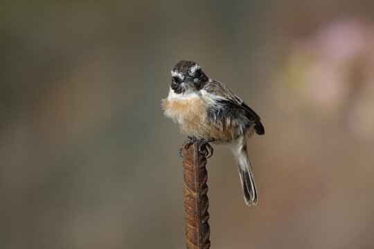 the male Canary Islands stonechat (Saxicola dacotiae)