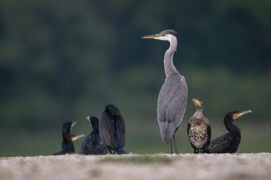 Ardea cinerea, black shag, cormorant, heron, gray heron, cormorant, phalacrocorax carbo, birds, ciconiiformes, pelecaniformes, herons, ropedes, striding birds, waitbirds, birds, waterbirds, waterbirds