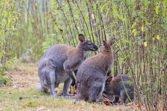 A family of red-necked wallaby (Macropus rufogriseus) sits on a cloudy day amidst tall, dense clumps of stinging nettles, eating the leaves. Eastern Australia, Tasmania, islands of Bass Strait