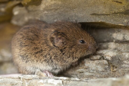 Earth mouse, field vole, microtus agrestis, rodents, Norway, rodentia, short-tailed vole, varanger, mammals, mouse, muroids, rodents, mammals, vole
